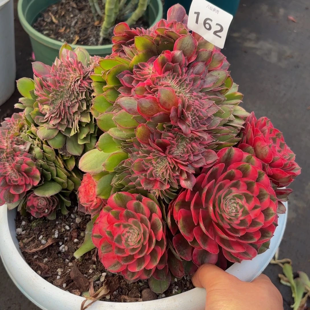 162多肉植物荔枝