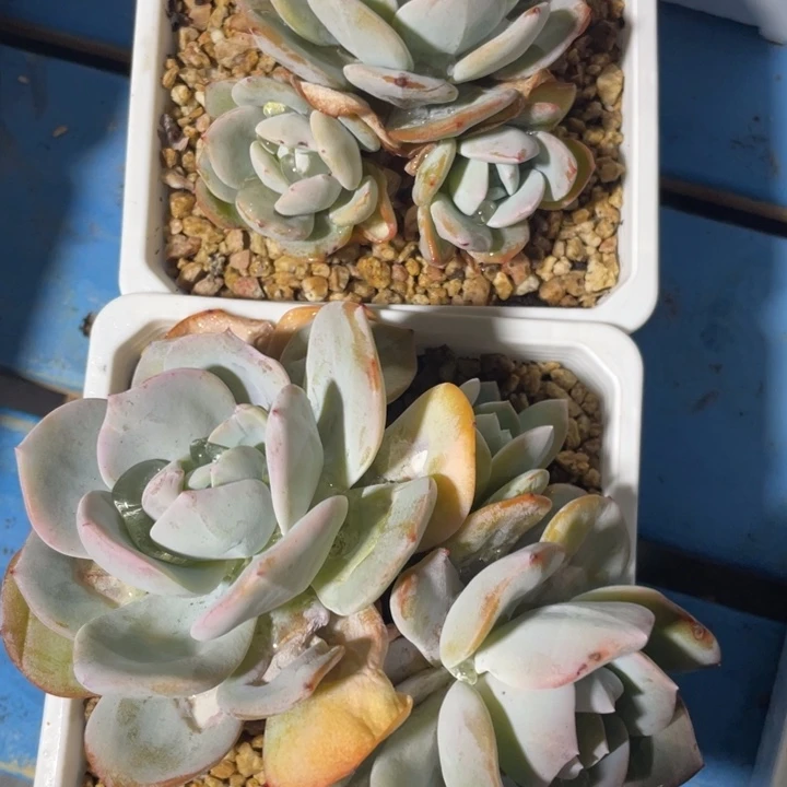 3头无砍韩版奶茶拍1发2