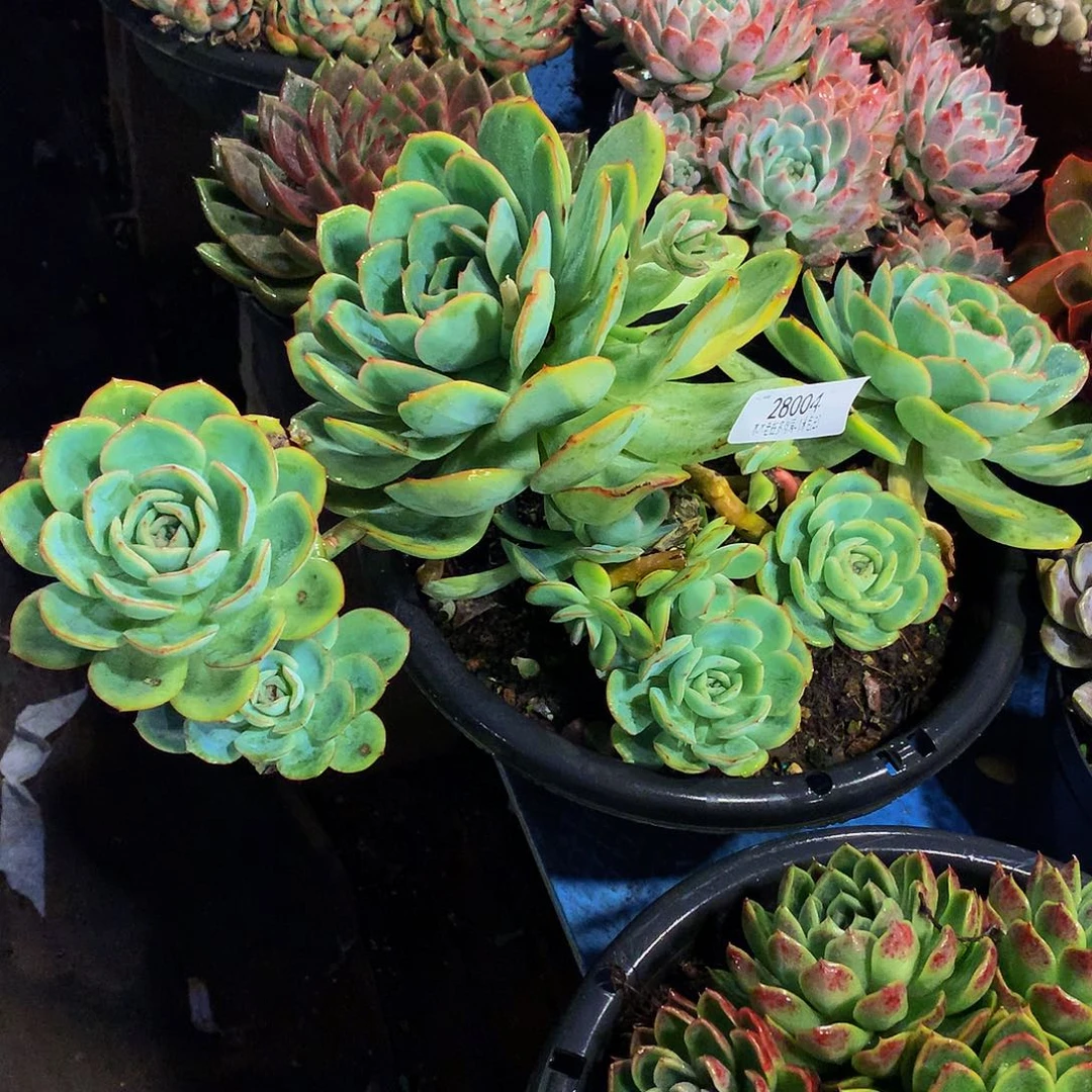 暮***雨   晨露多肉28004