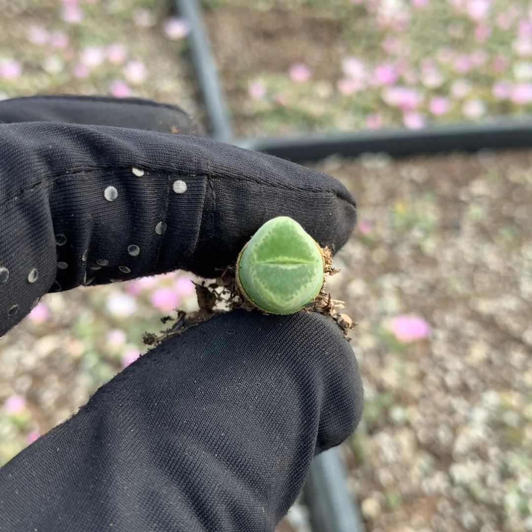 970胖虎风铃母本