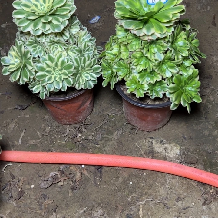 多肉植物两个法师63