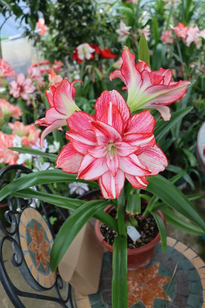 安瑞雅5厘米开花球包品种