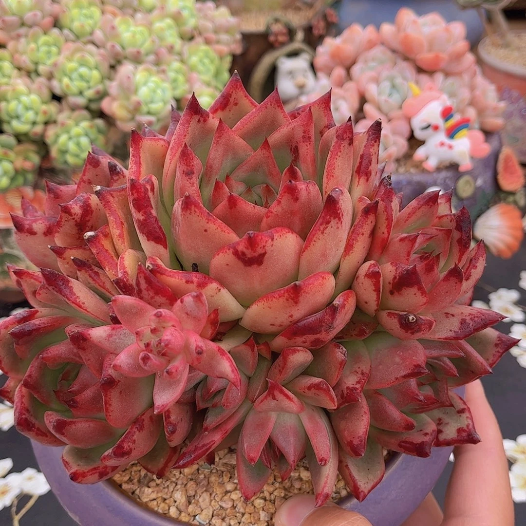 韩版皮蛋精品多肉