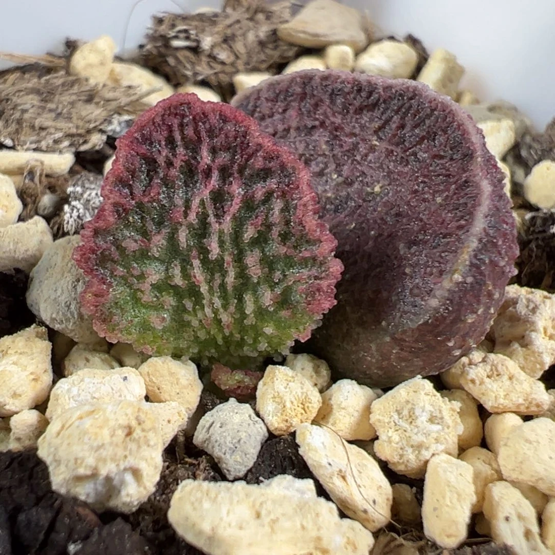 实生新品多肉植物水泡实生新品