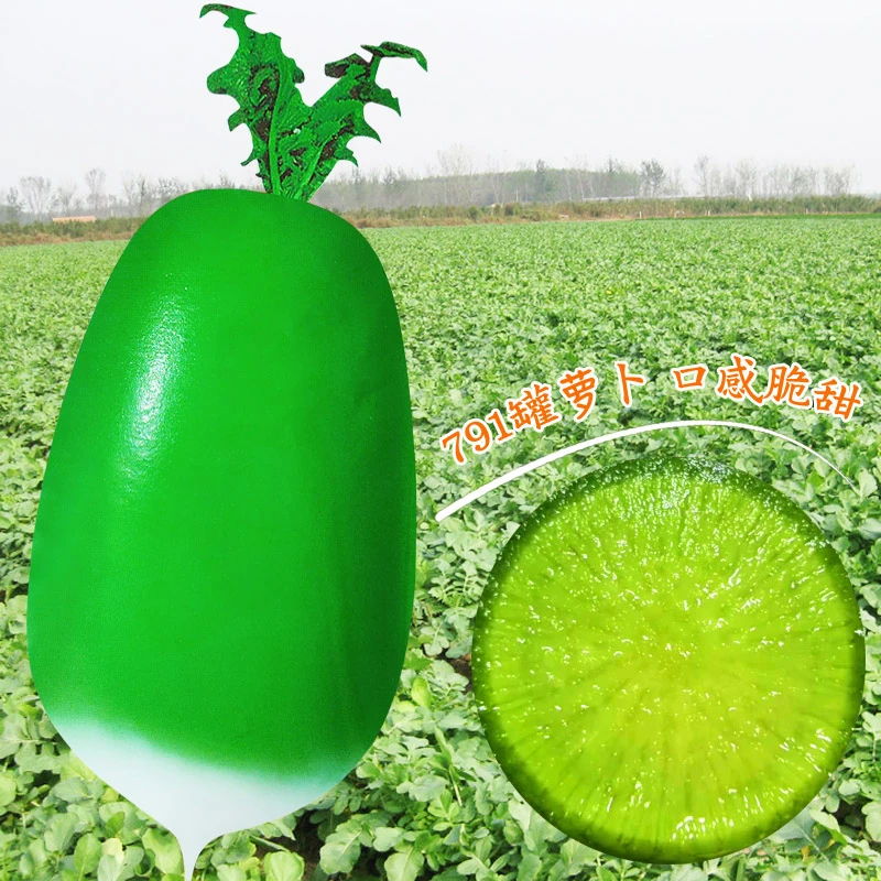 791罐萝卜种子苹果脆水果萝卜种籽青皮绿肉秋季高产农家蔬菜种孑