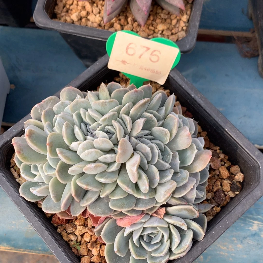 汉堡缀化开播福利676