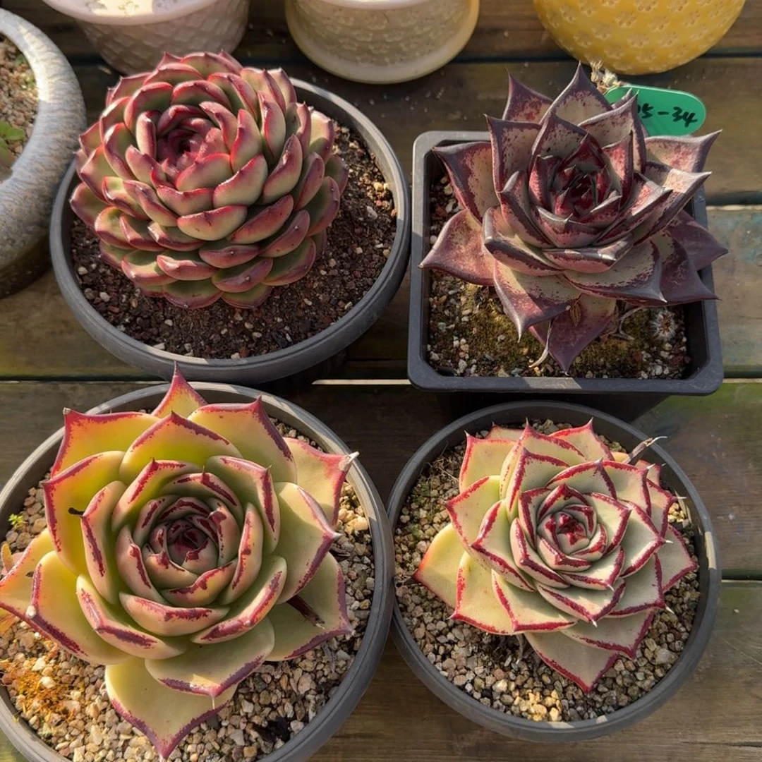 从前慢多肉精选编号0105.34