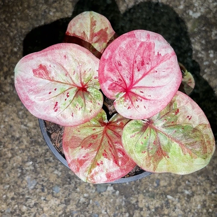 95-1023时间魔法泰国