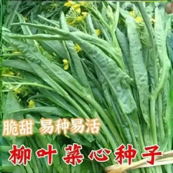 【新疆包邮】柳叶菜心种子 柳叶卷心菜春秋冬播种菜苔种子