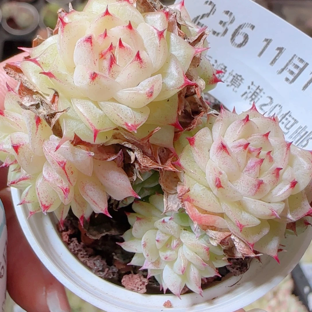 花语逸镜1116-236散