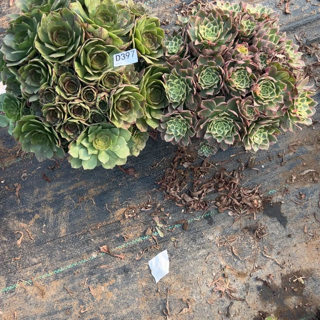 397两颗组合多肉植物法师