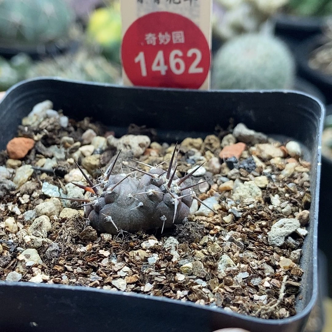 实生连体双头守金摩天龙一颗仙人球