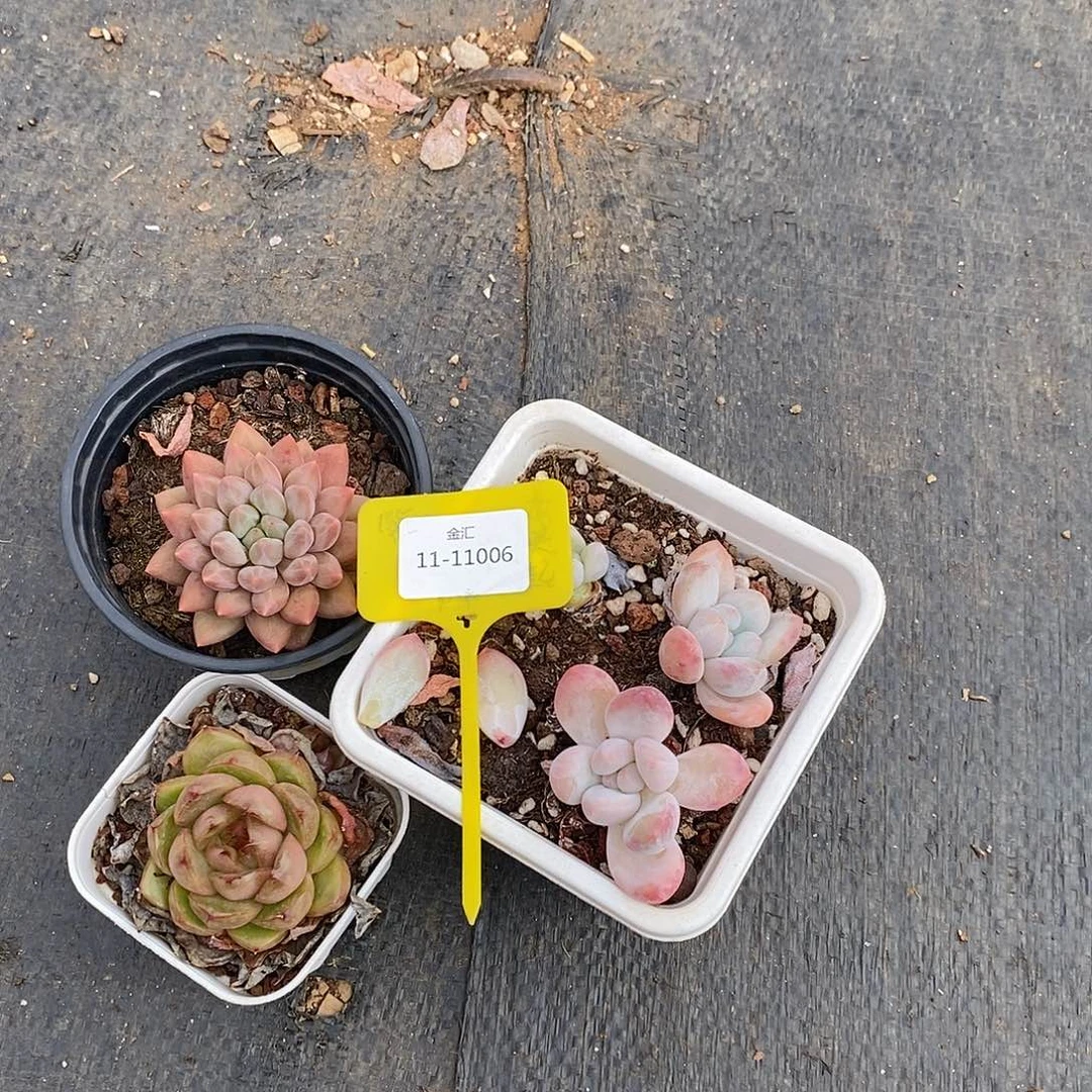 三颗发货，1111006