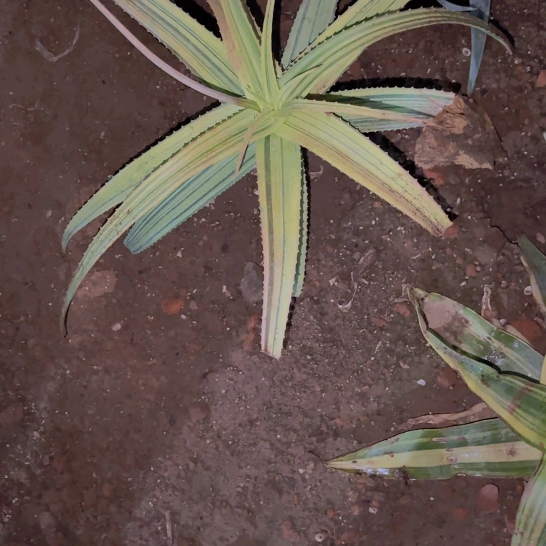 石**小块根植物块根植物