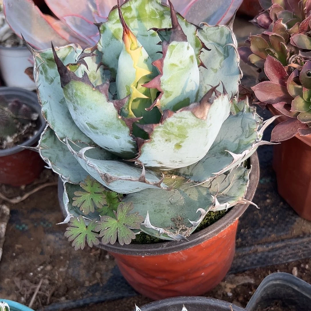 多肉植物蓝鲸龙舌兰