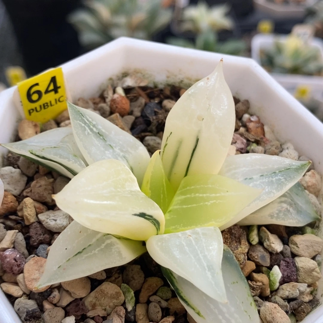 64裹波若锦一物一拍