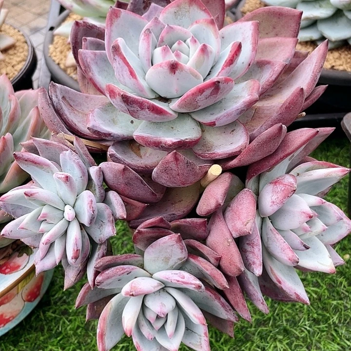 无花朵悬崖黑天鹅22带盆