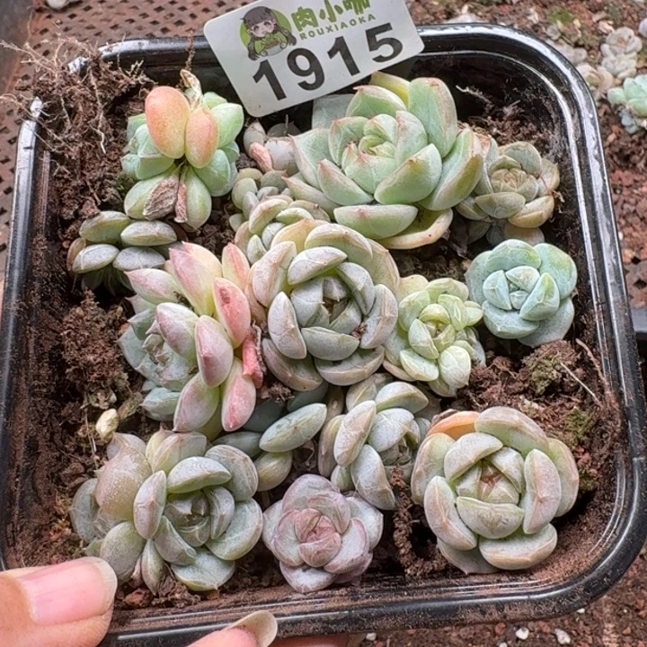多肉植物多肉植物
