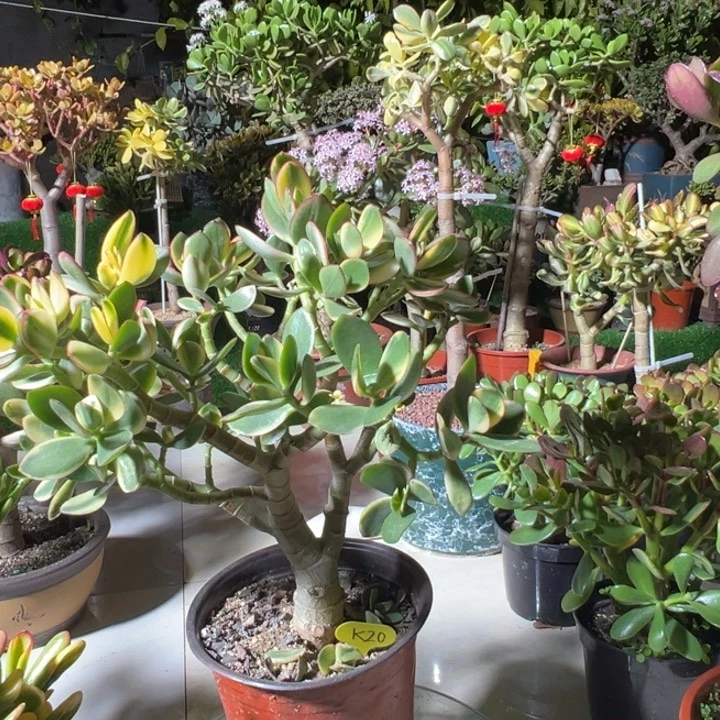 一*水K20新花脱土发货