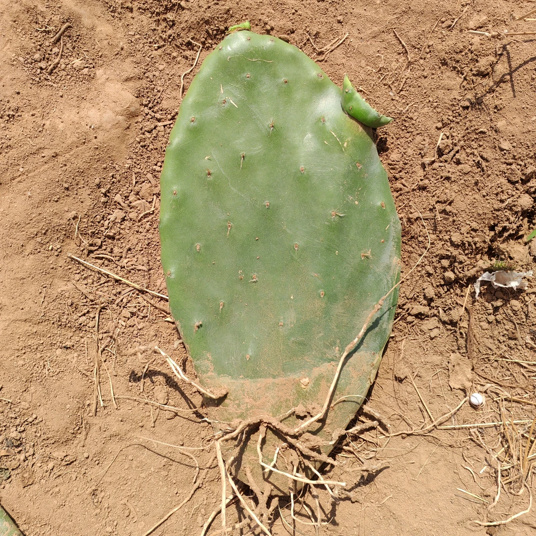 食用仙人掌带根三片20-30厘米瑕疵不影响种植介意勿拍