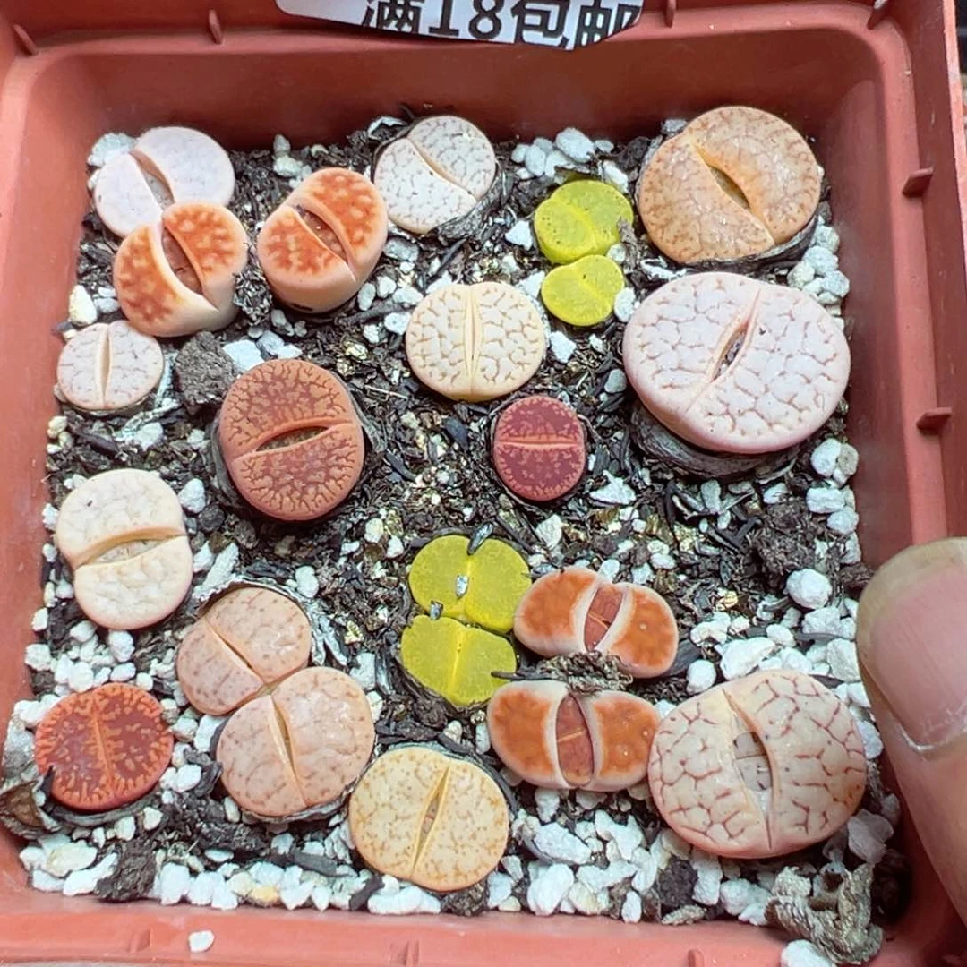 【闪购商品】 071。