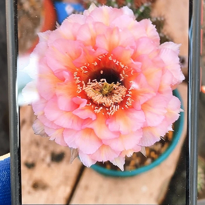 凤羽2420侧芽我5公分左右带气根