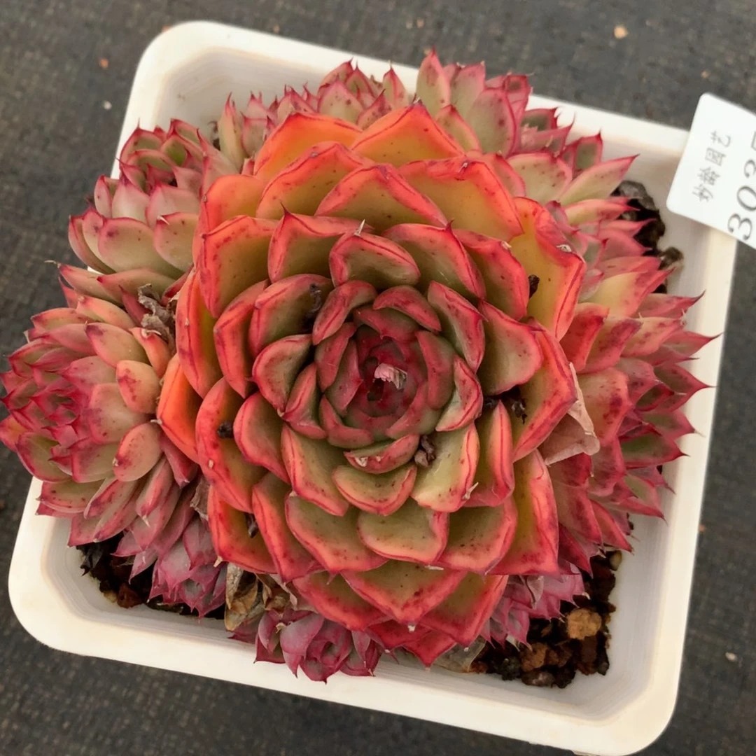 3035杂交多肉植物