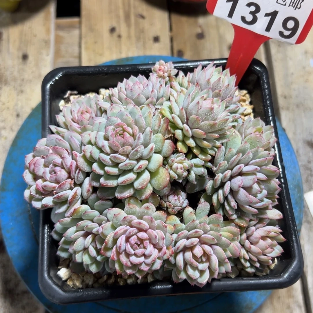 1319鲁冰，冠服14公分