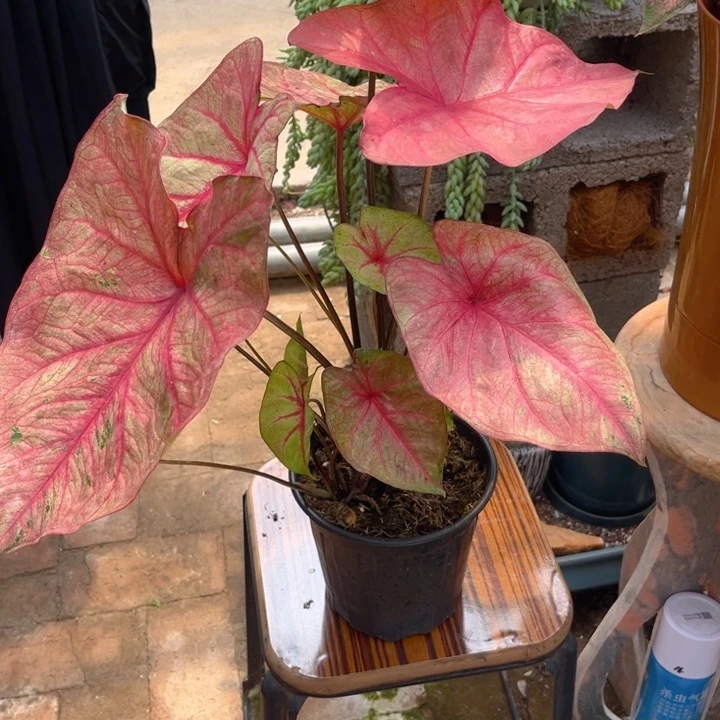 无花朵连衣裙彩叶芋