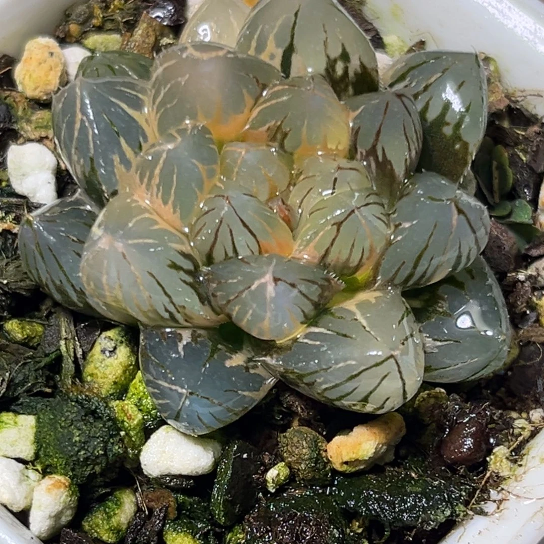 养***肉十二卷多肉0486om