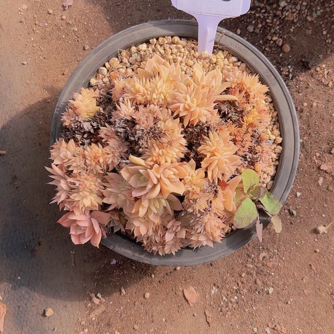 憨****）028缀化15不售后