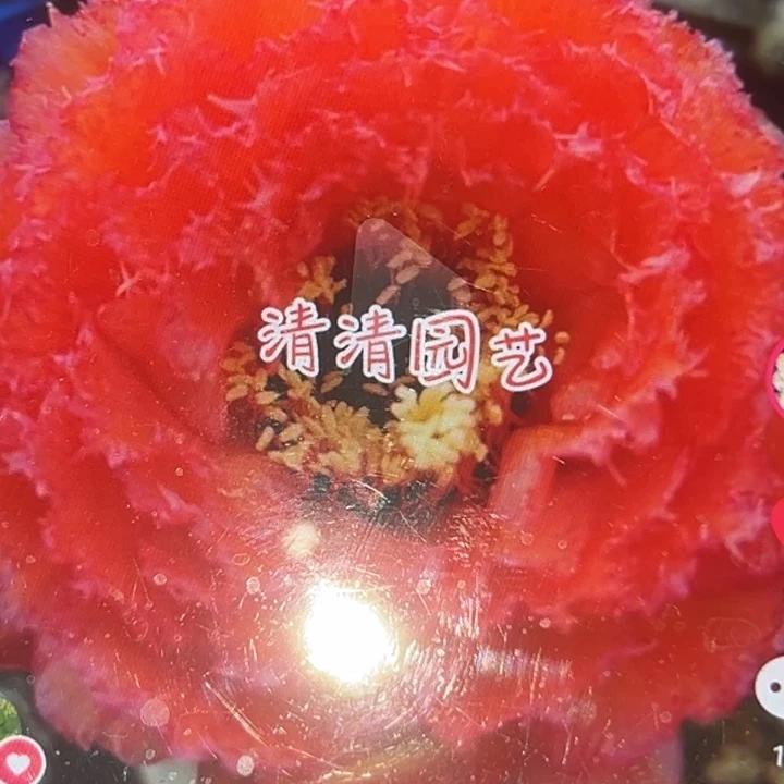 清清园艺侧牙仙人球瑕疵