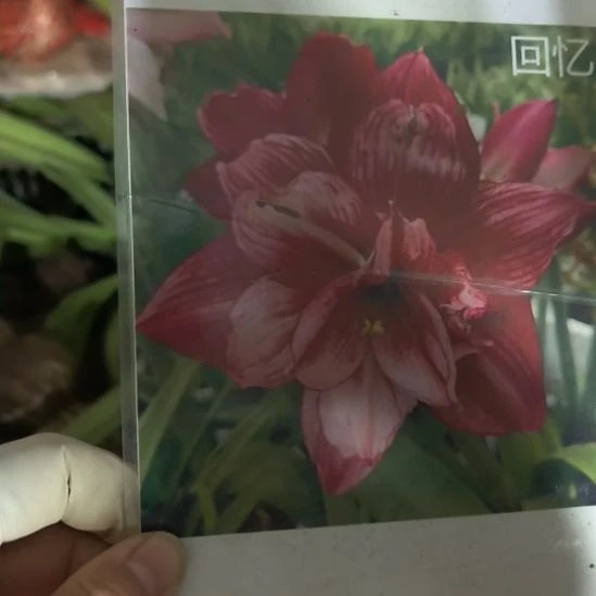 当前无花栽培后可以开花回忆6厘米裸根球