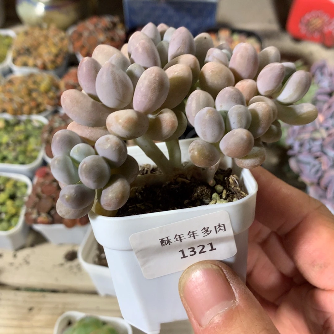 1321汤圆朵朵缀一颗9厘米