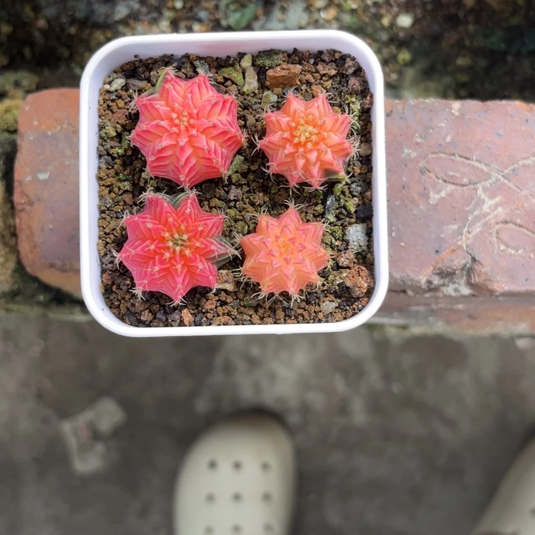 *️****带盆土发货