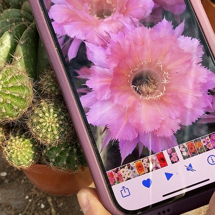 山脉仙人球，3578899