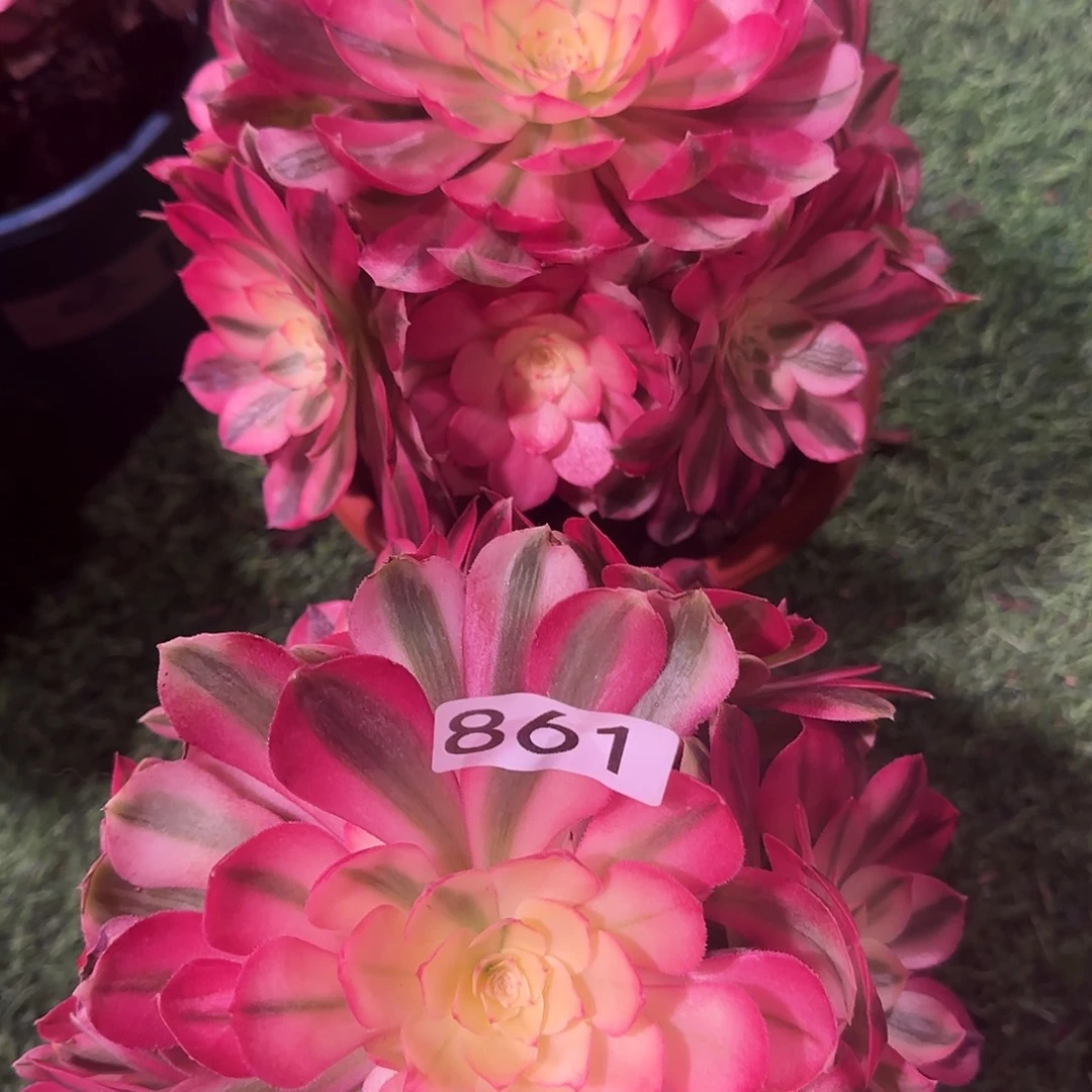 多肉植物法师倾城860861