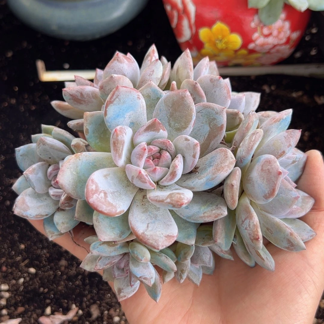 新年快乐 新年快乐 新年快乐