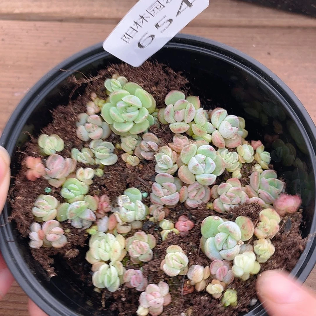 多肉植物多肉植物654