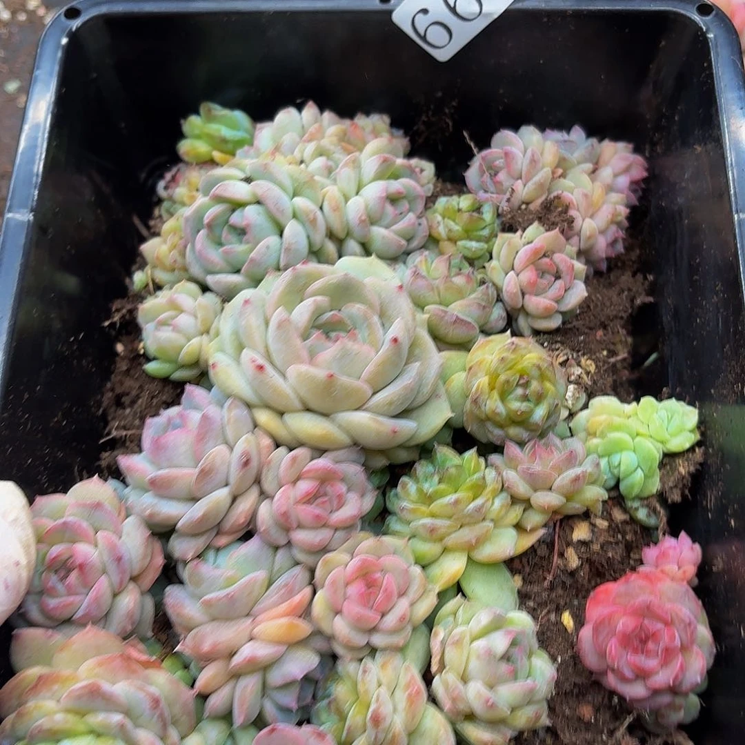 多肉植物多肉植物665