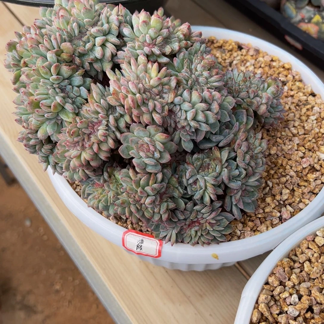 天天开心 天天开心