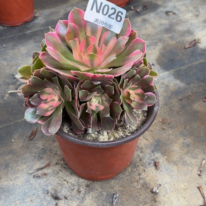 瑞妈多肉园艺026。香妃