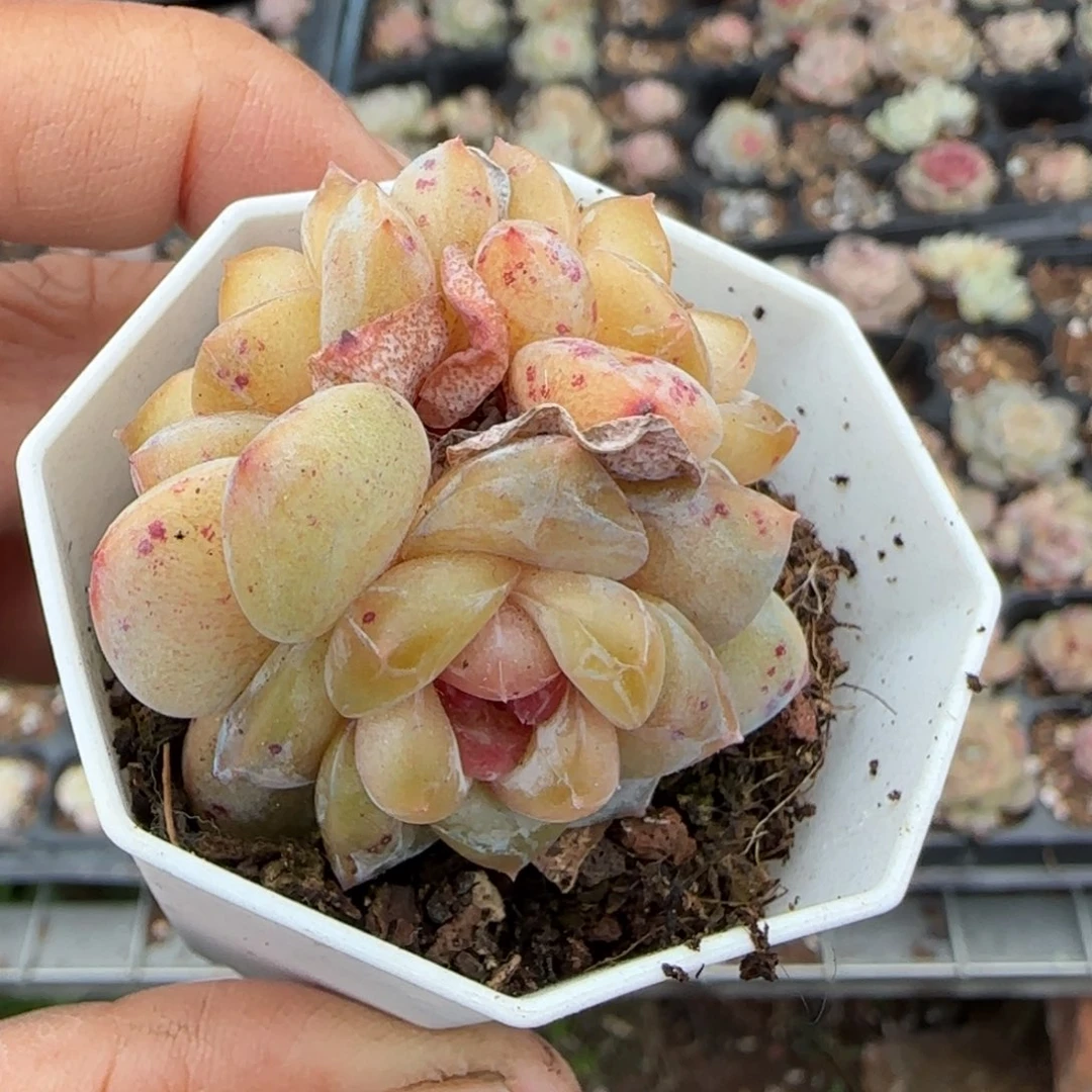 多肉小卡拉米糖心一物一拍