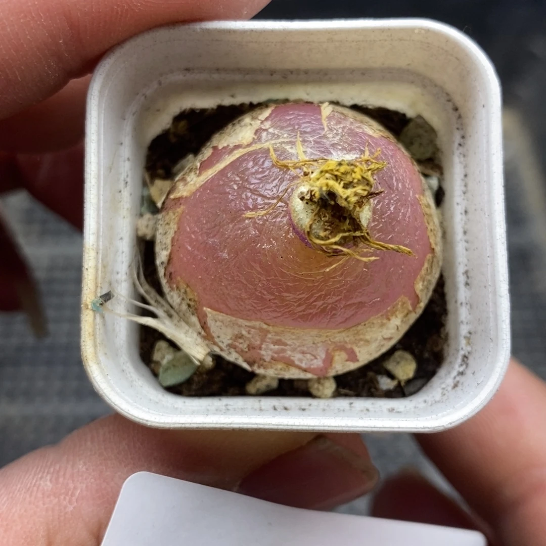 6959。