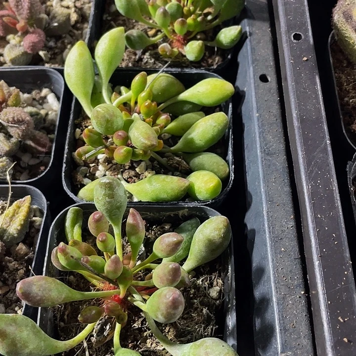 鼓槌2.8带盆土发货