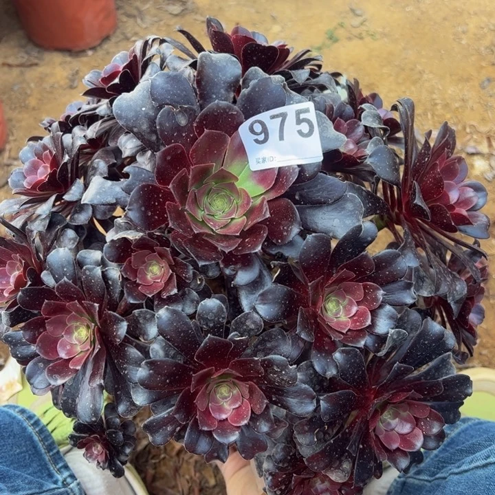 欧紫微瑕多肉植物975