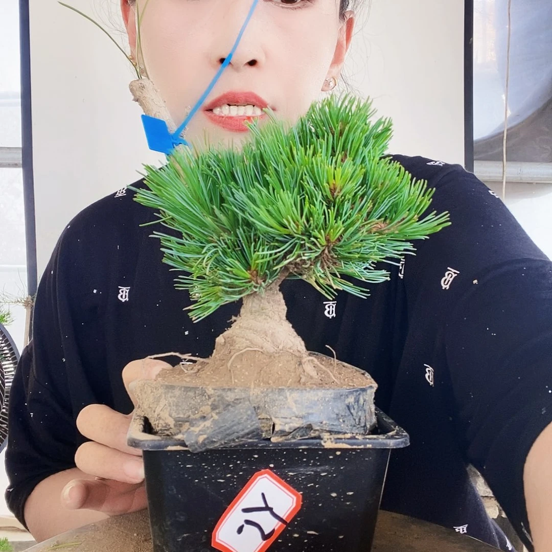 无花朵植物形态多年生草本