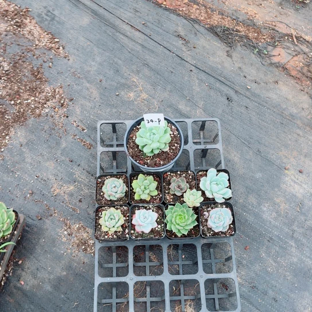 24-9多肉杂交组合福利十一颗量拍