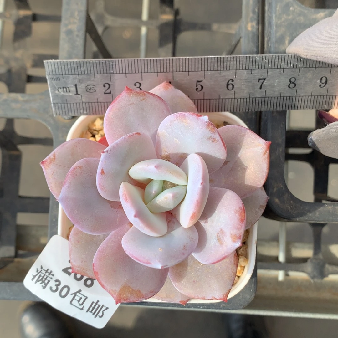 268。小腿奶茶。单头。
