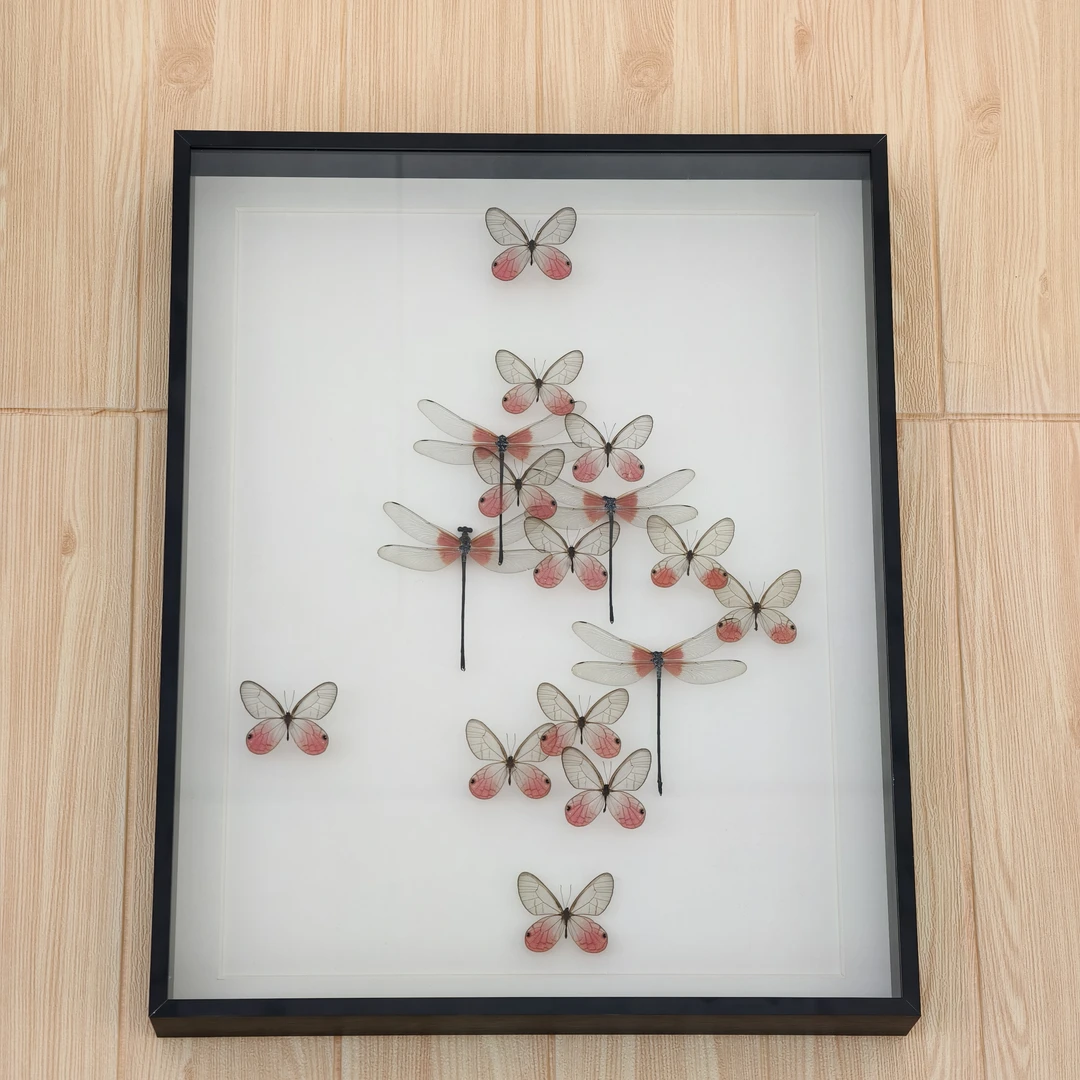 真实蝴蝶标本组合挂墙装饰画20寸金属相框玫瑰眼蝶